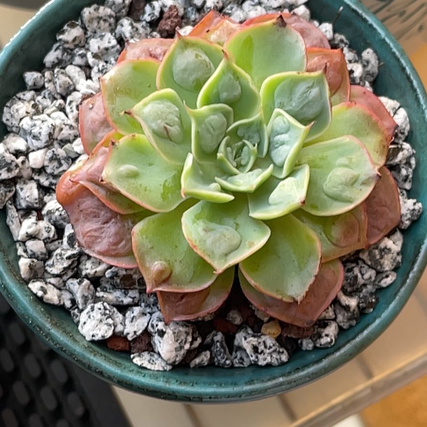 Photo of the plant species Raindrops Echeveria by @roxyvivien named Morning Dew on Greg, the plant care app