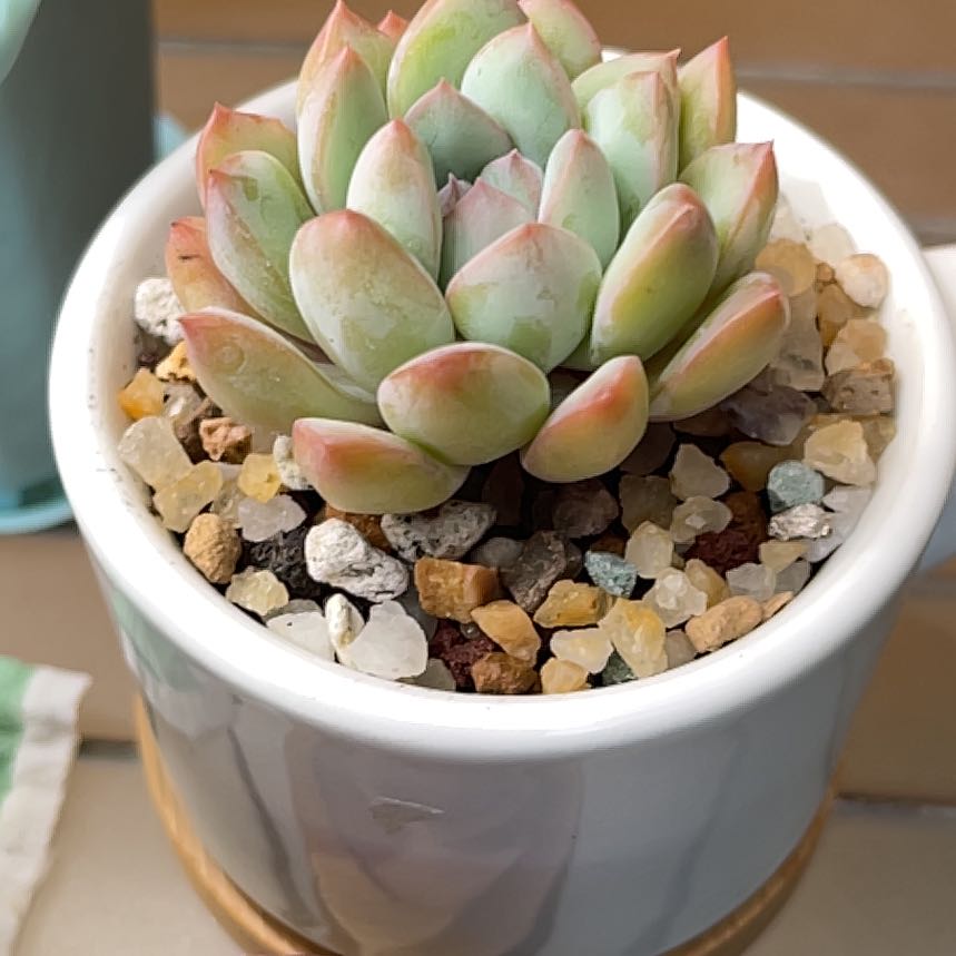 Photo of the plant species Echeveria 'King Midas' by @roxyvivien named Titus on Greg, the plant care app