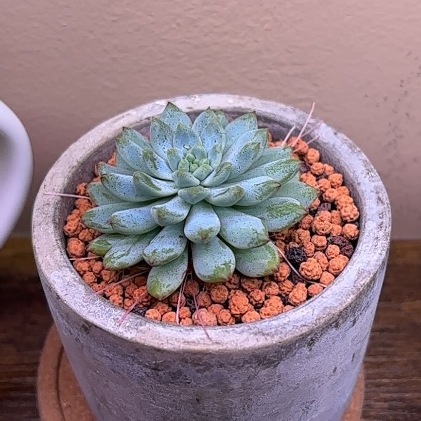 Photo of the plant species Sedeveria 'Blue Elf' by @roxyvivien named Legolas on Greg, the plant care app