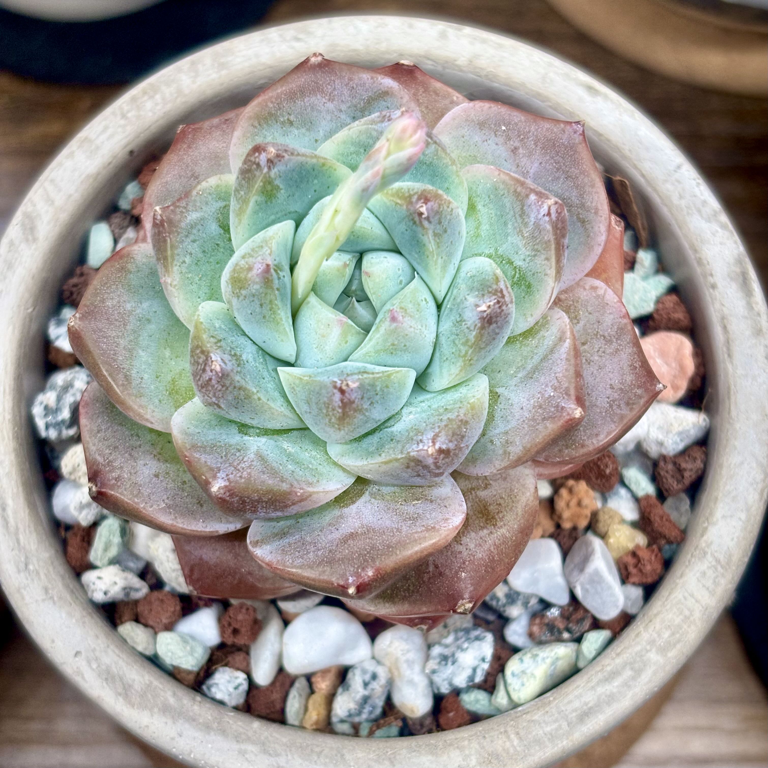 Photo of the plant species Korean Echeveria by @roxyvivien named Iced Crush 🩵 🩷 🍧 on Greg, the plant care app