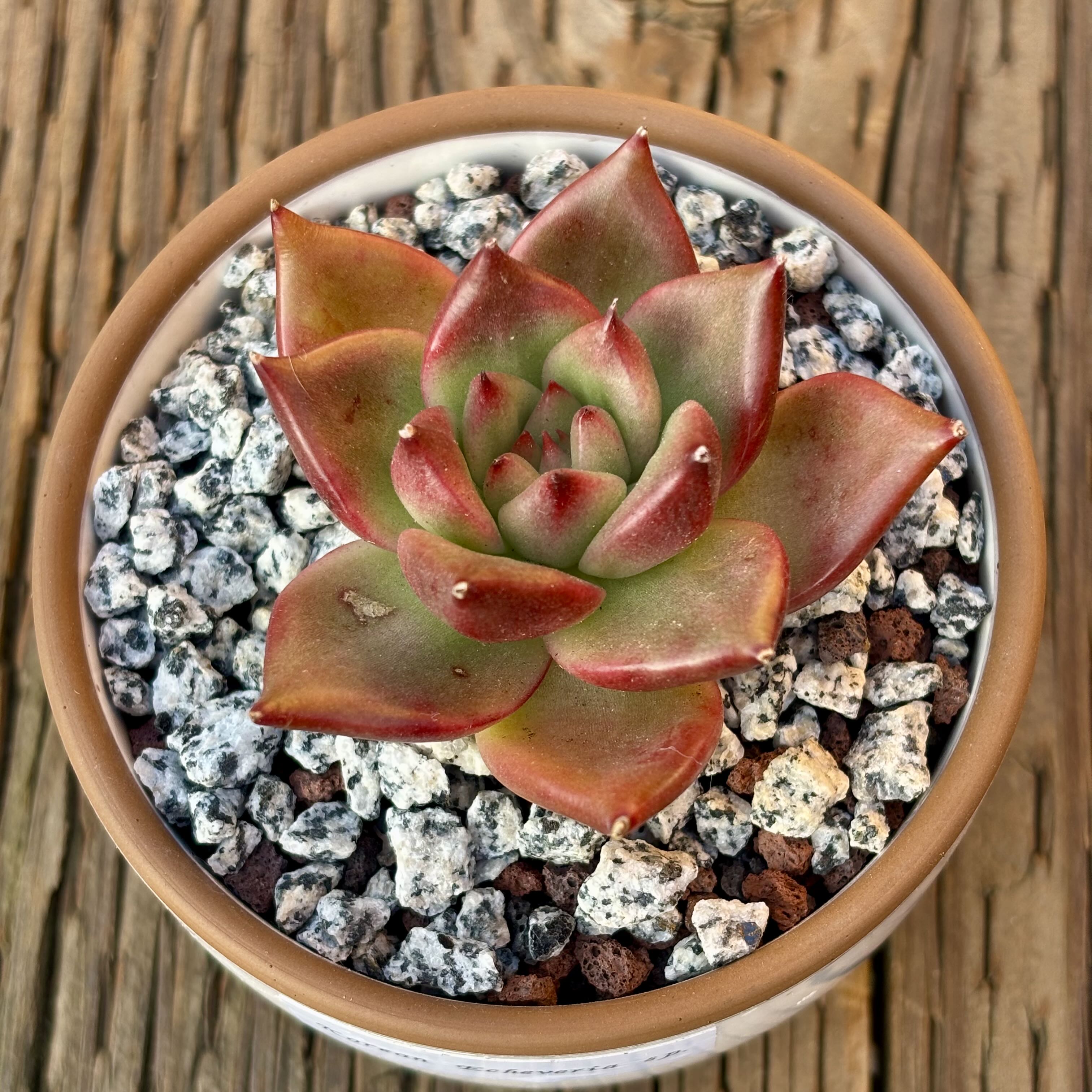Photo of the plant species Korean Echeveria by @roxyvivien named Spicy Girl on Greg, the plant care app