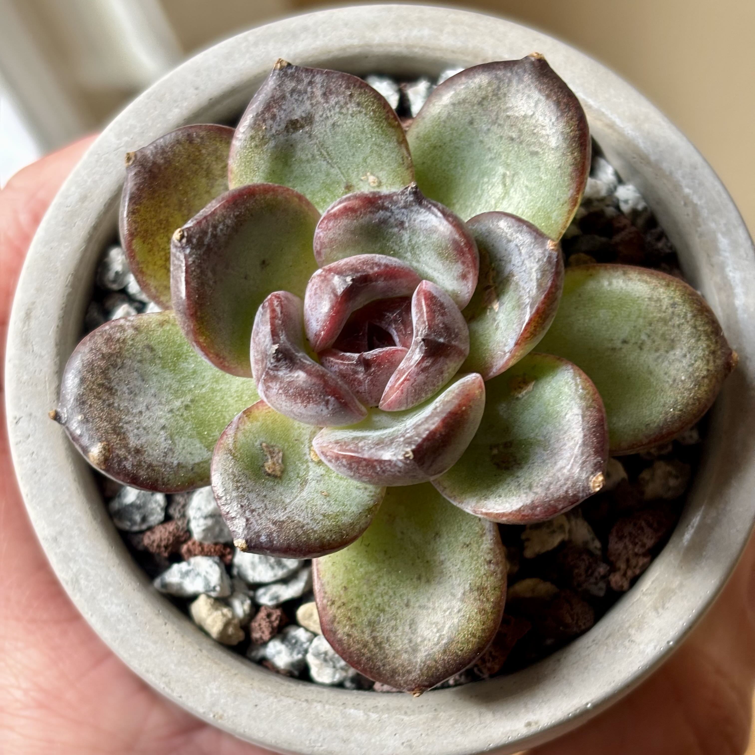 Photo of the plant species Korean Echeveria 'Coco Jelly' by @roxyvivien named Pudding Pie on Greg, the plant care app