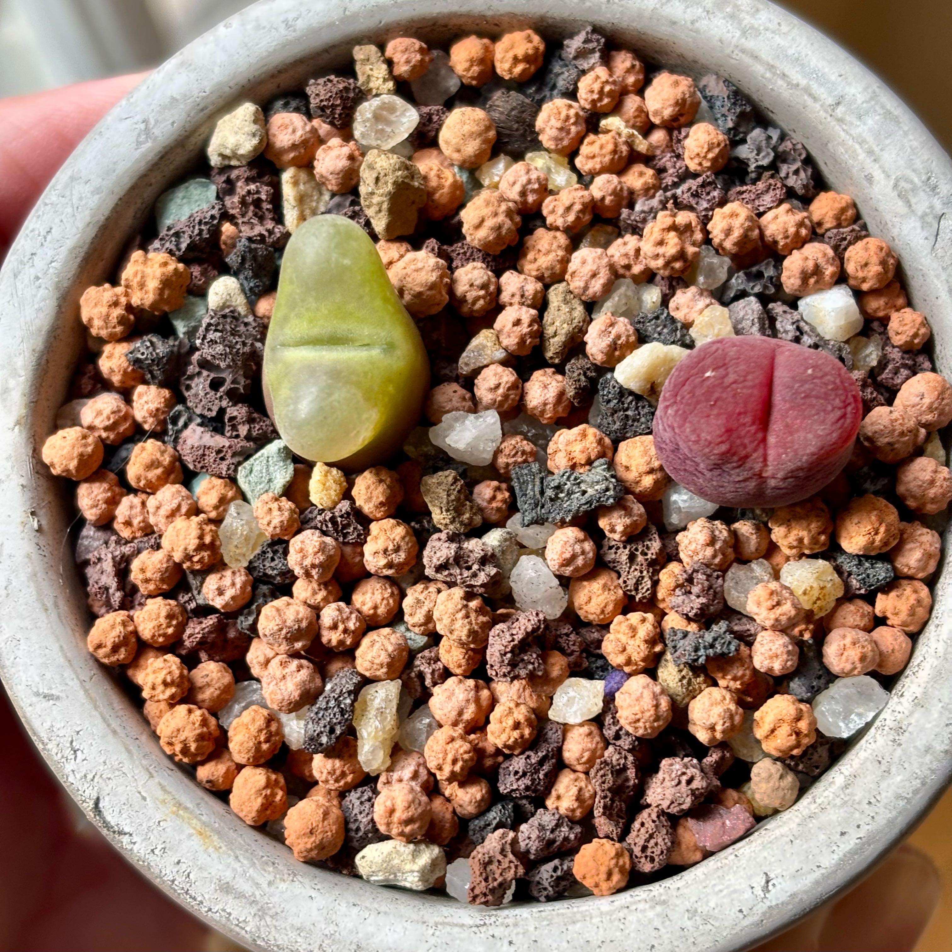 Photo of the plant species Conophytum Maughanii by @roxyvivien named 🍏 Apple Jelly 🍬 on Greg, the plant care app