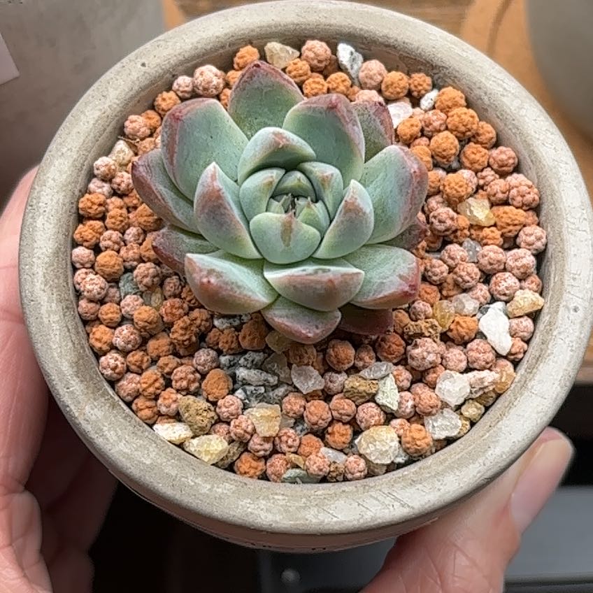 Photo of the plant species Echeveria 'Like A Dream' by @roxyvivien named Sparkle Megan on Greg, the plant care app