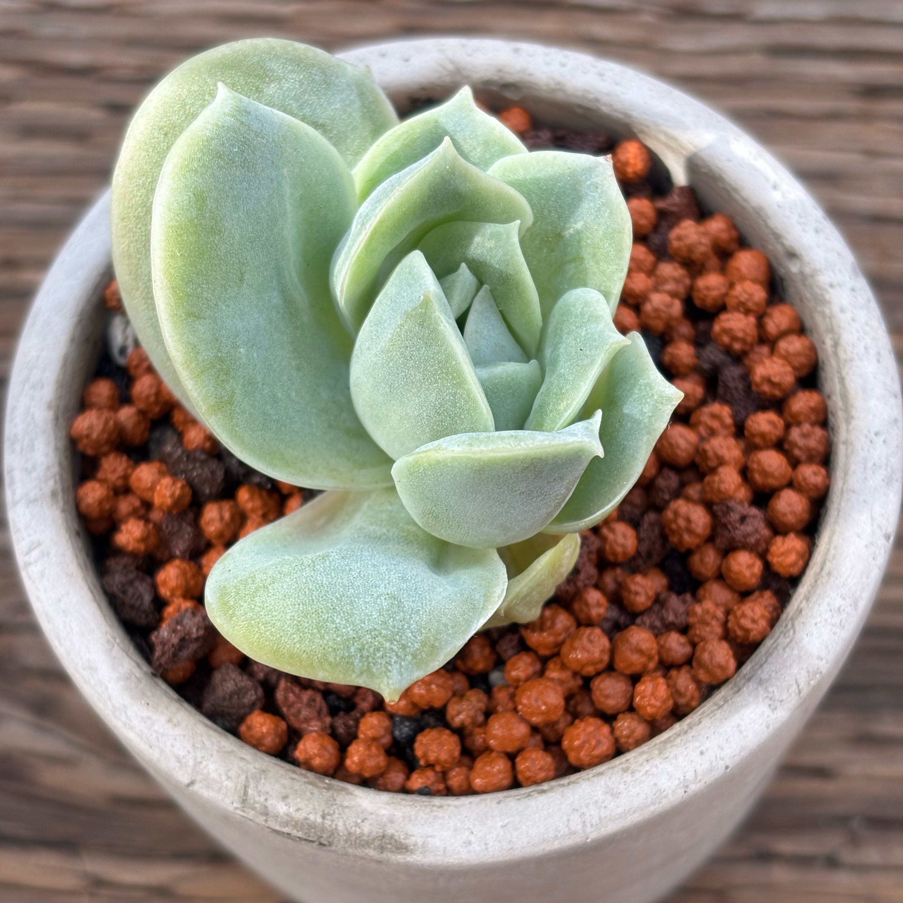 Photo of the plant species Graptoveria 'Lovely Rose' by @roxyvivien named Beyonce on Greg, the plant care app