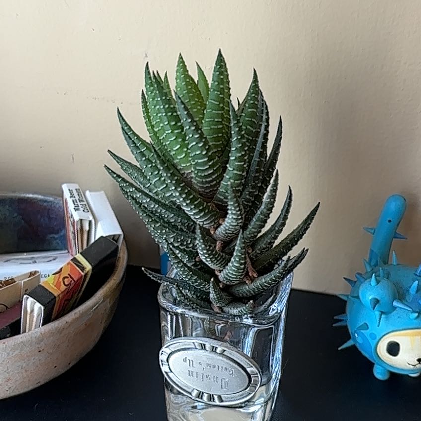 Photo of the plant species Zebra Wart by @roxyvivien named Bert on Greg, the plant care app