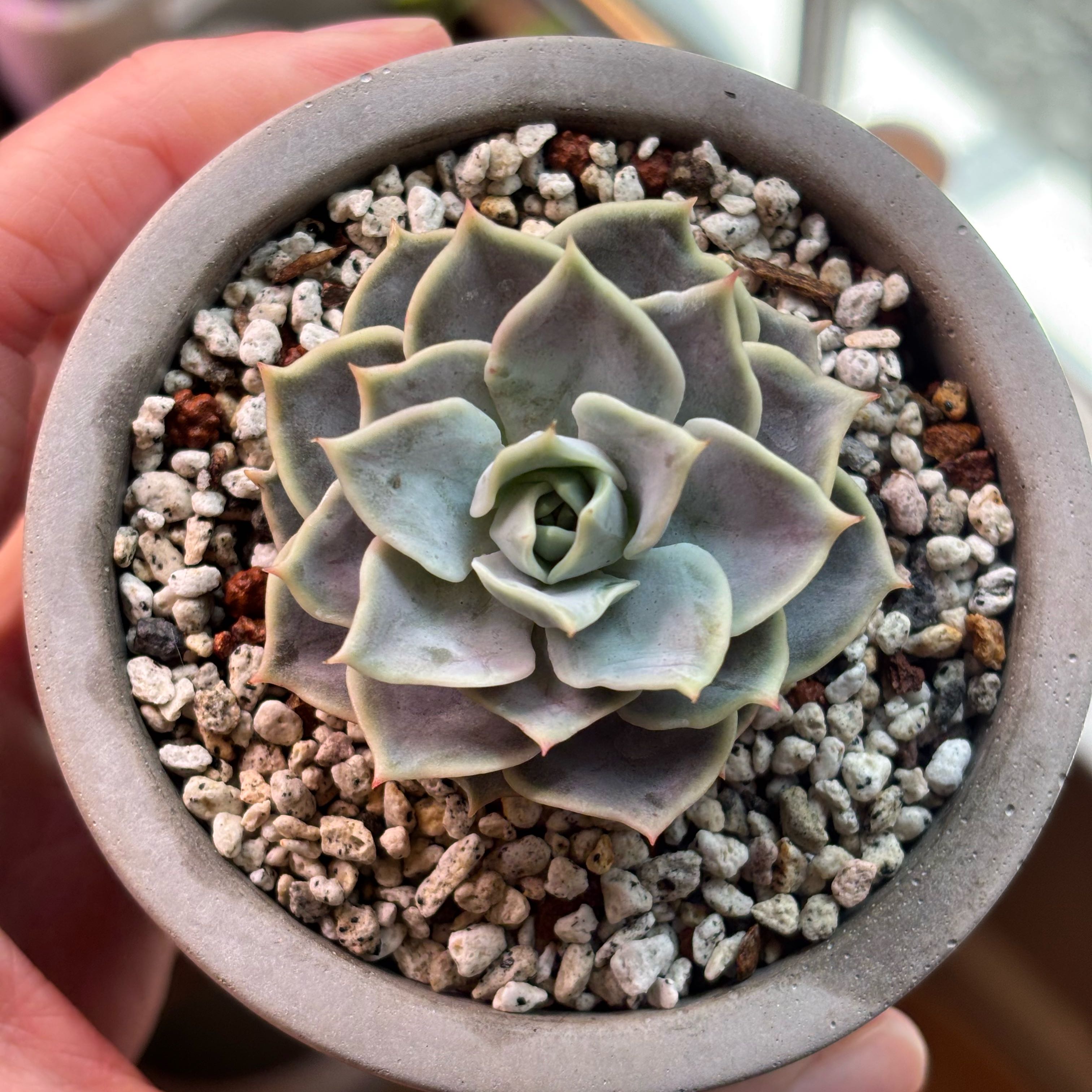 Photo of the plant species Echeveria 'Pequeno' by @roxyvivien named Dos ✌🏽 on Greg, the plant care app