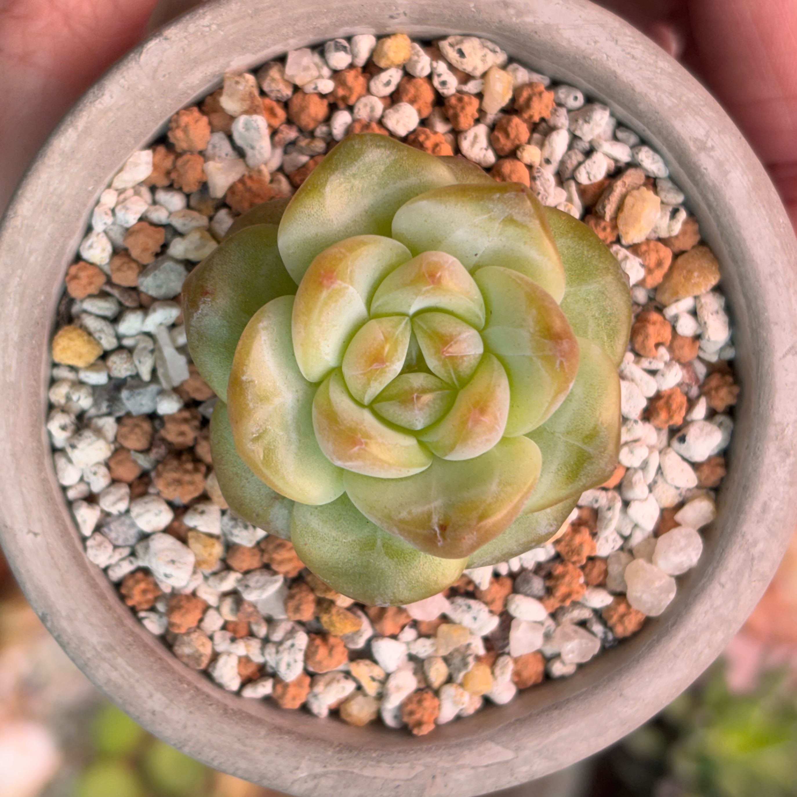 Photo of the plant species Korean Echeveria 'Pumpkin Jelly' by @roxyvivien named Sweet Pea on Greg, the plant care app