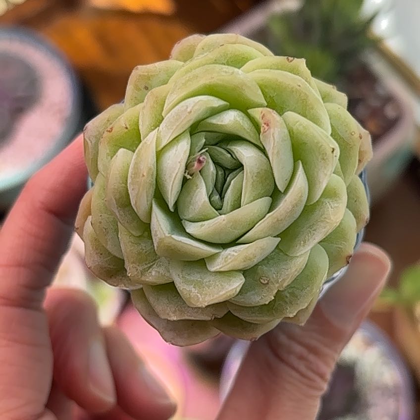 Photo of the plant species Korean Echeveria by @roxyvivien named Spring Roll on Greg, the plant care app