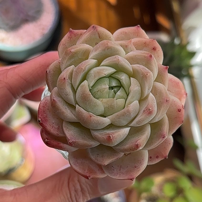 Photo of the plant species Korean Echeveria by @roxyvivien named 🍓 Strawberry Fields on Greg, the plant care app