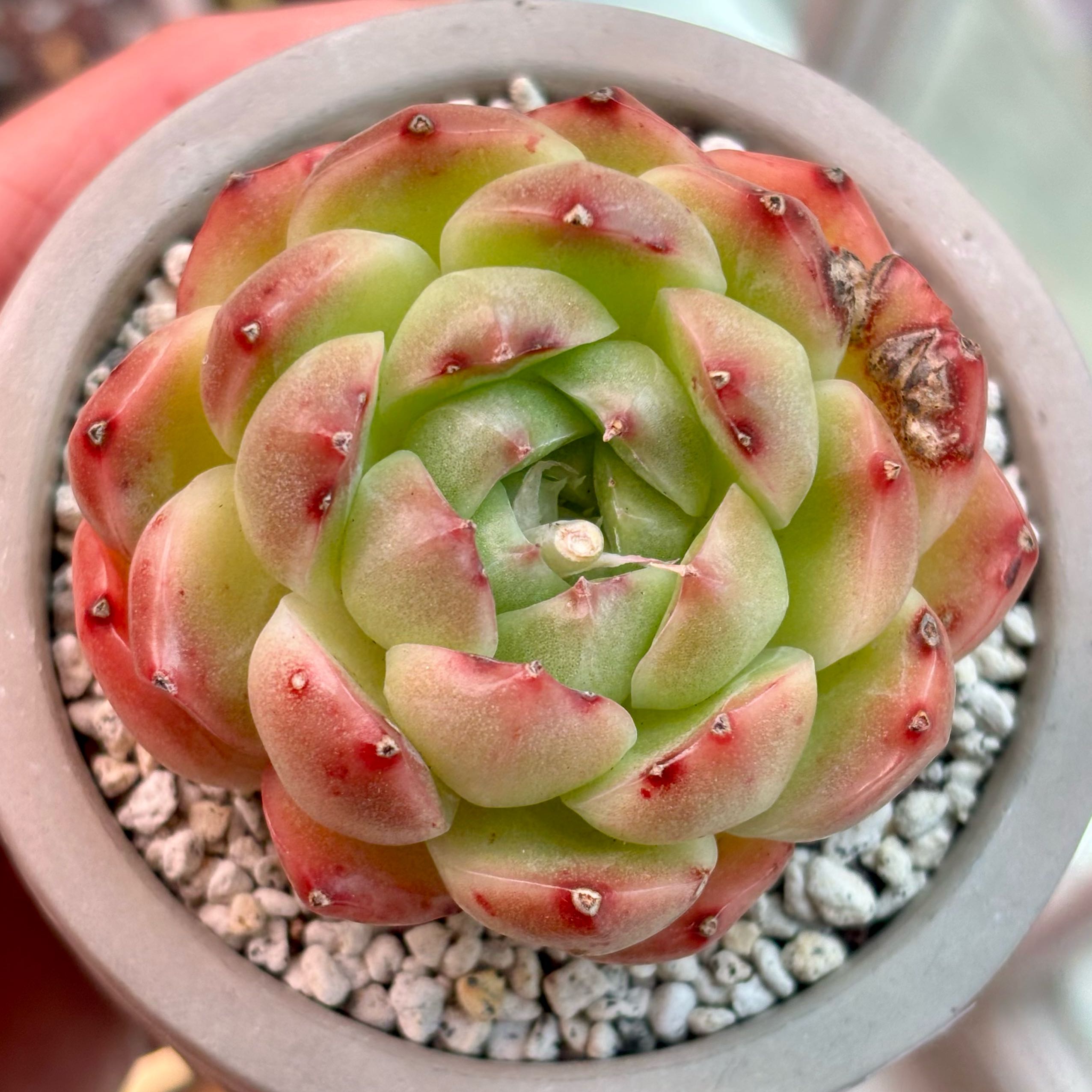 Photo of the plant species Korean Echeveria by @roxyvivien named Apple Pie on Greg, the plant care app