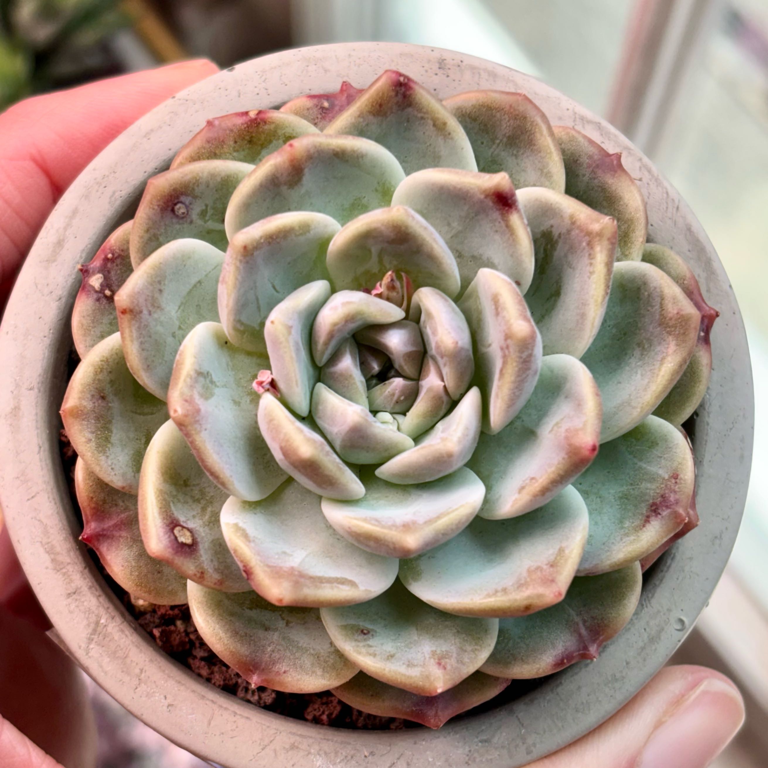 Photo of the plant species Korean Echeveria by @roxyvivien named Marshmallow Dreams on Greg, the plant care app