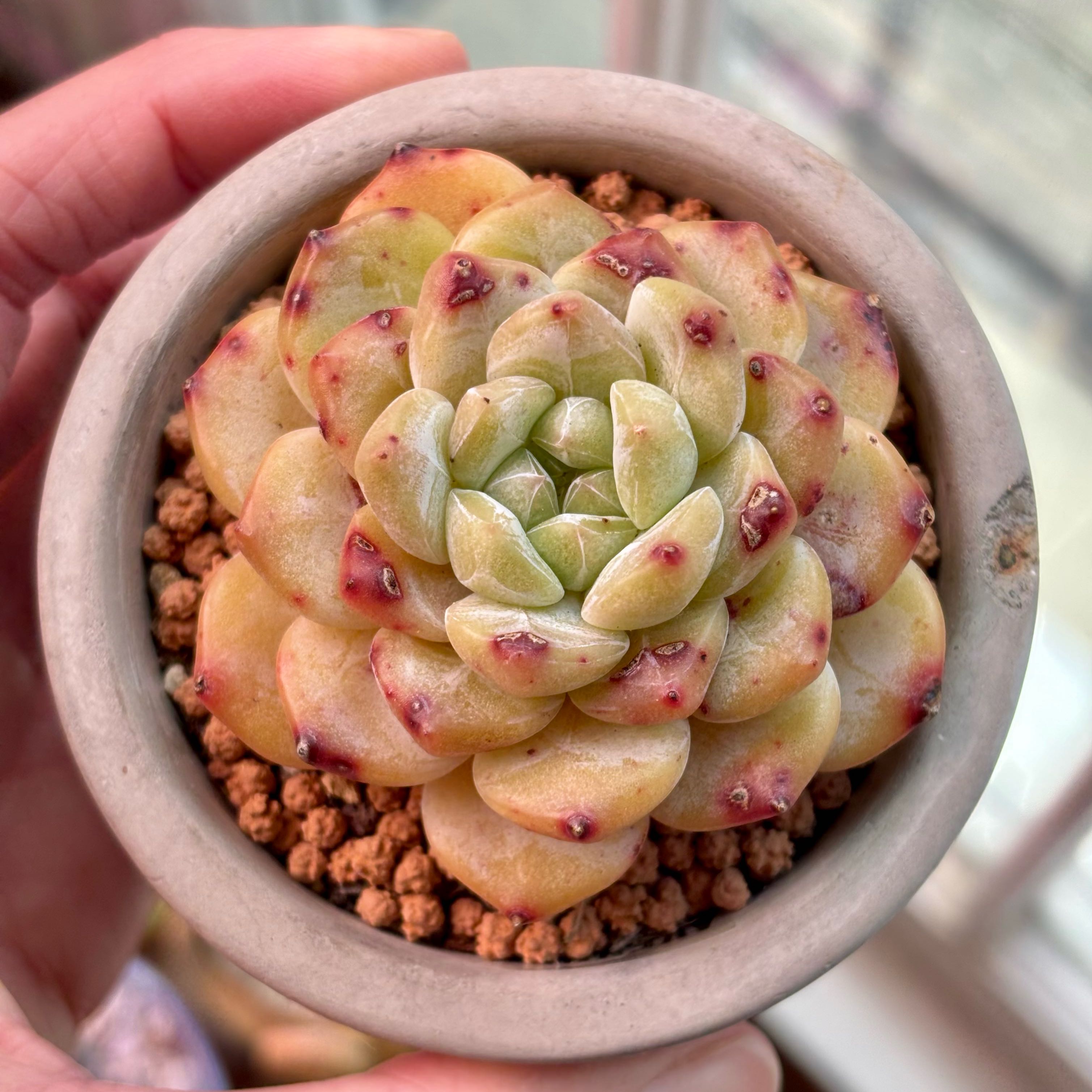 Photo of the plant species Korean Echeveria by @roxyvivien named Scarlet Fever on Greg, the plant care app
