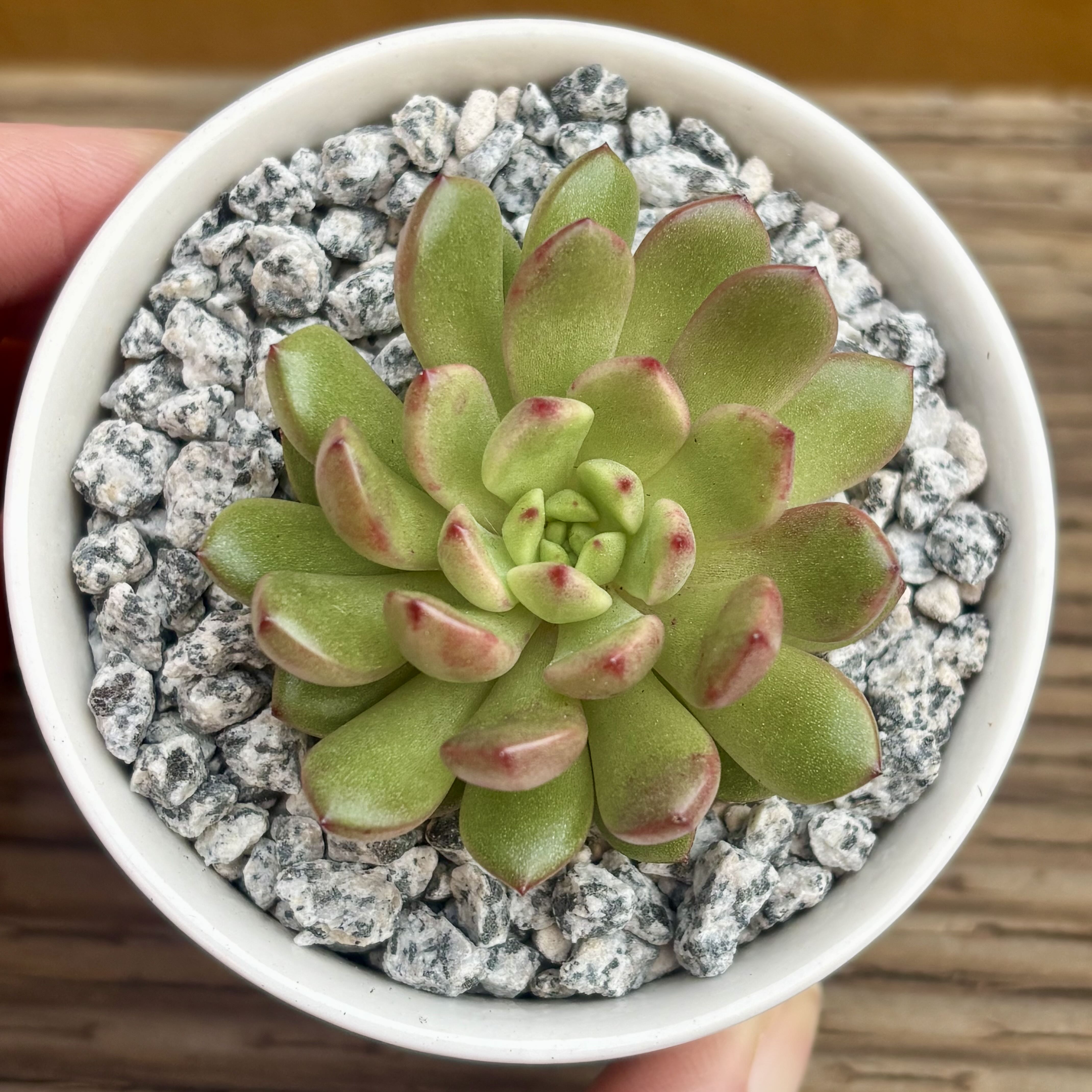 Photo of the plant species Graptoveria 'Bashful™' by @roxyvivien named Bashful on Greg, the plant care app