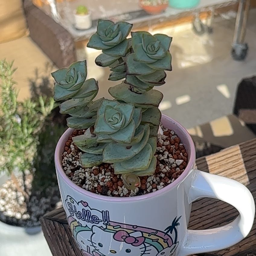 Photo of the plant species Ivory Towers Crassula by @roxyvivien named Kitty on Greg, the plant care app