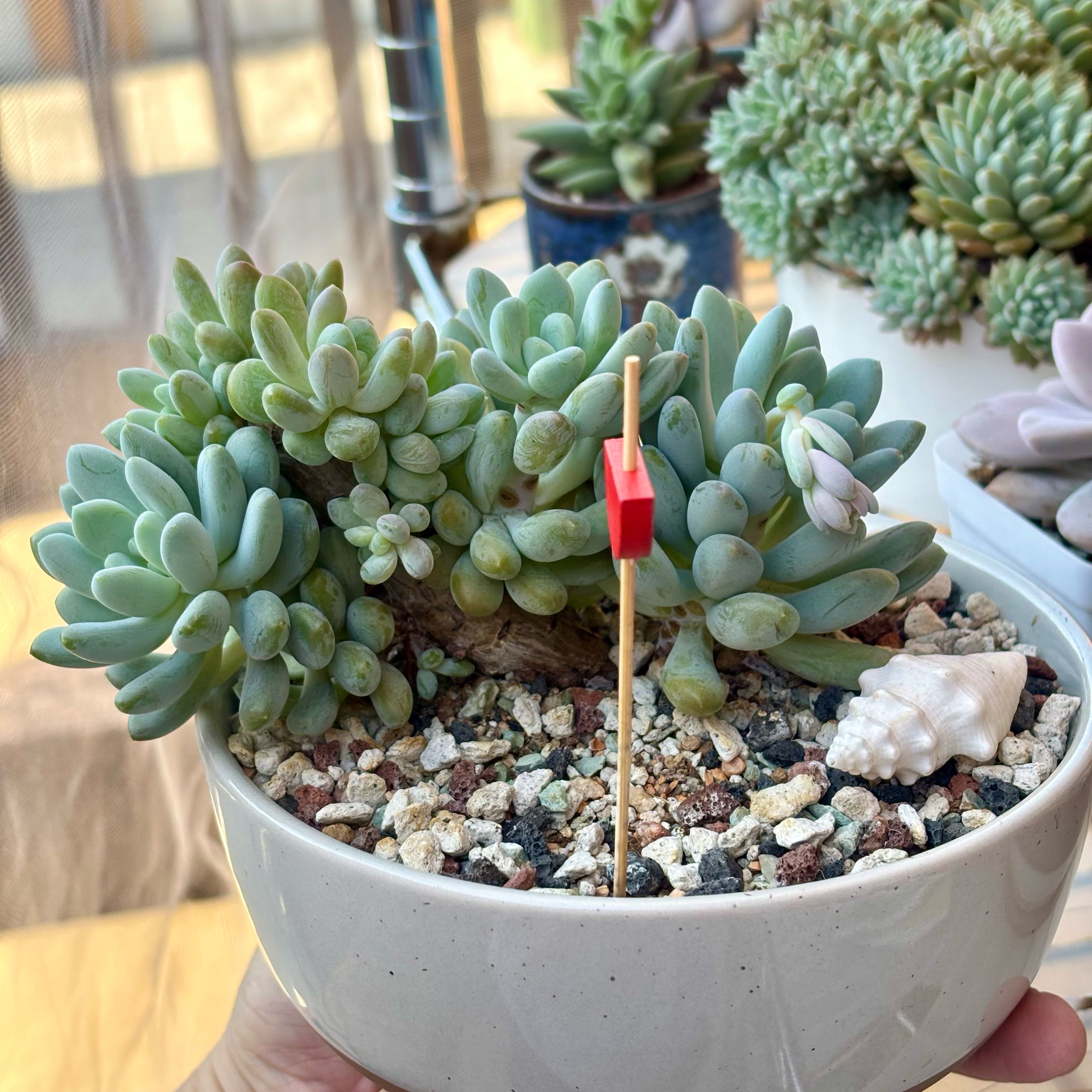 Photo of the plant species Belle Blue by @roxyvivien named Bubbies on Greg, the plant care app