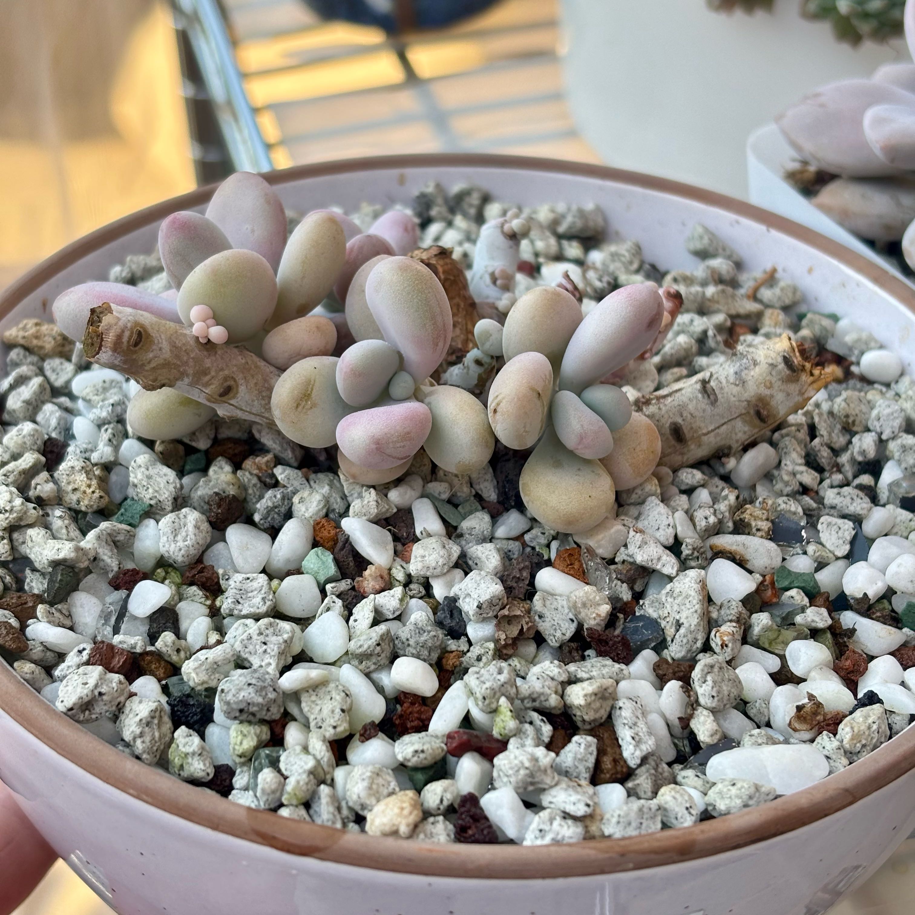 Photo of the plant species Lavender Pebbles by @roxyvivien named Pink Bubbles on Greg, the plant care app
