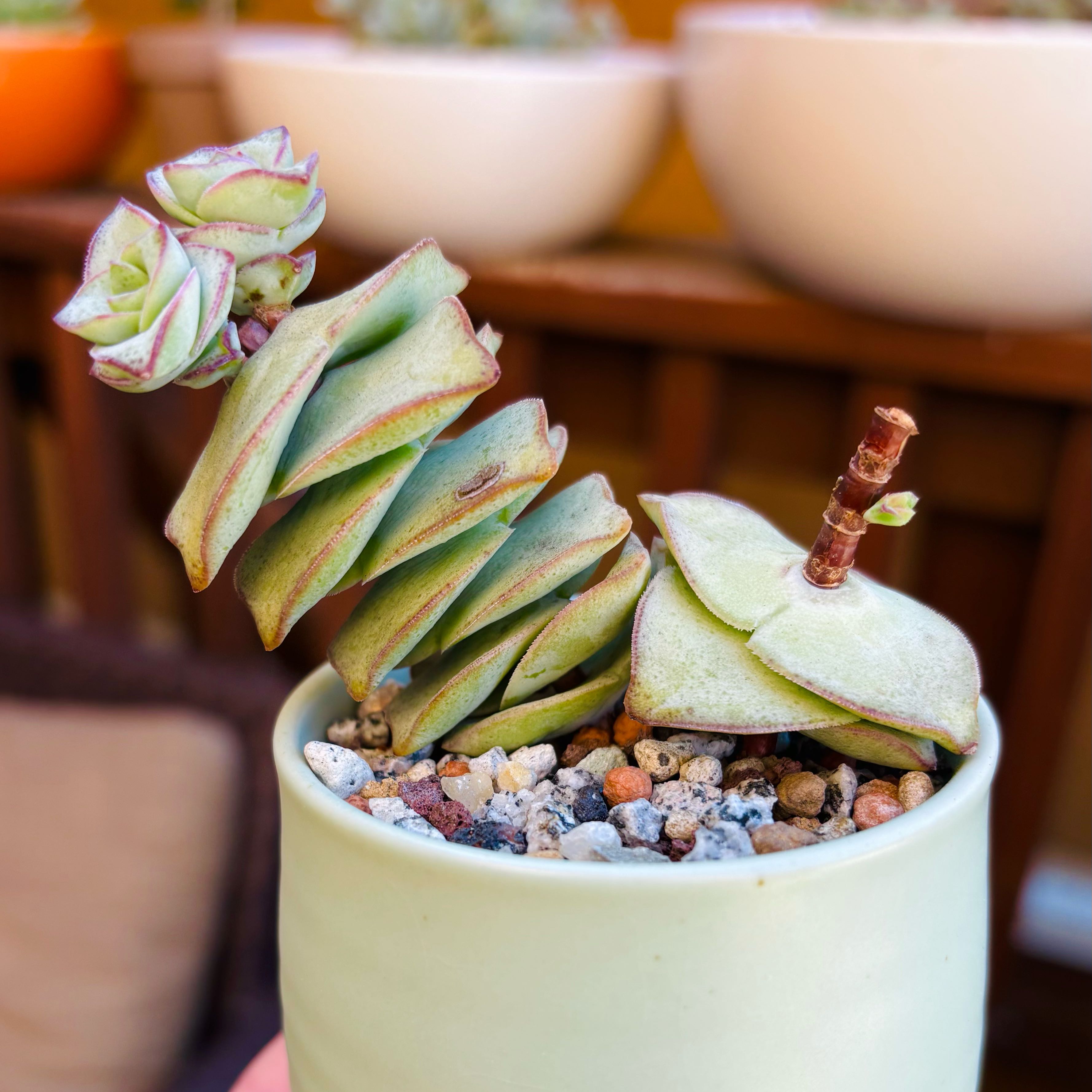 Photo of the plant species Ivory Towers Crassula by @roxyvivien named Mini Matcha on Greg, the plant care app