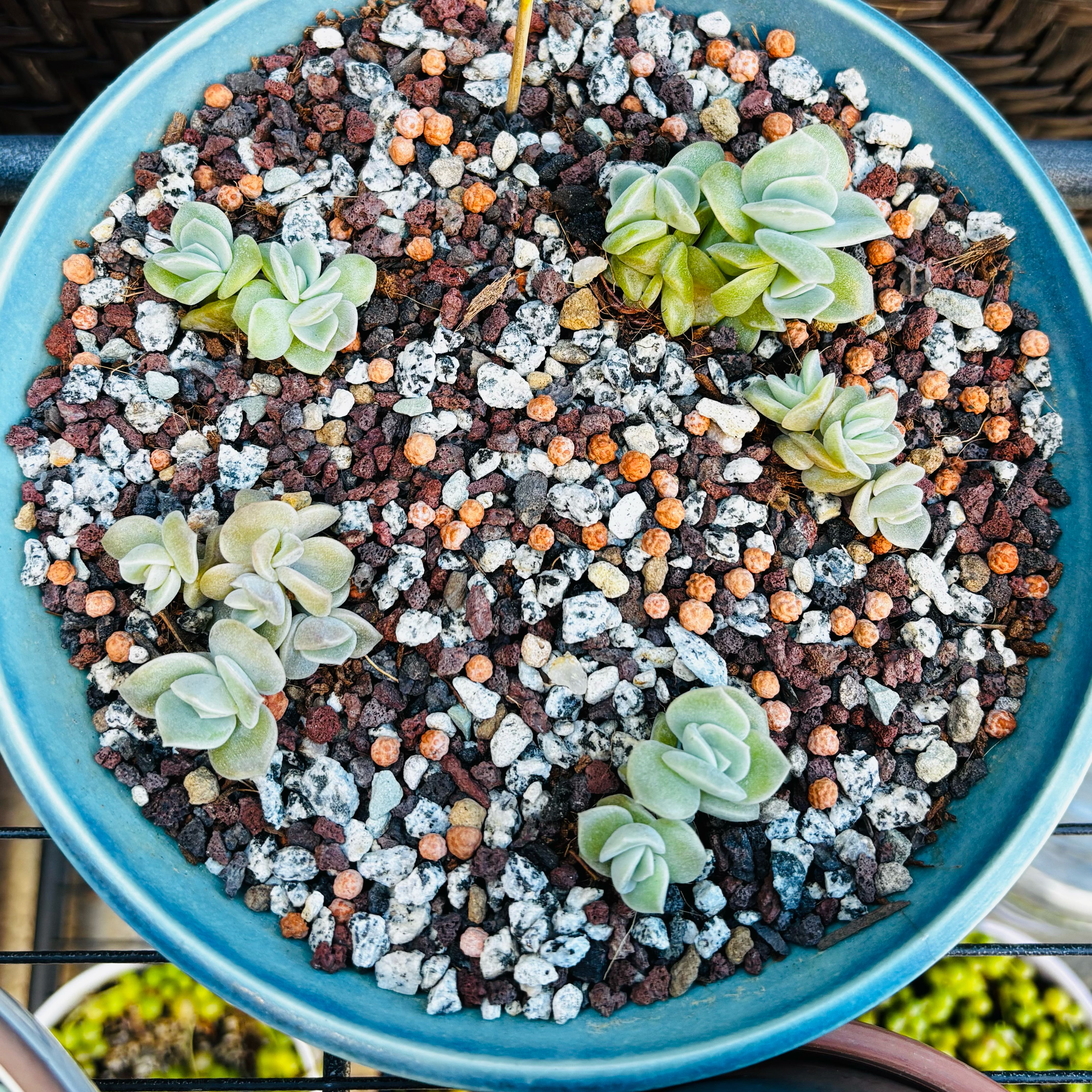 Photo of the plant species Graptoveria 'Lovely Rose' by @roxyvivien named 🌹 Props 🤍 on Greg, the plant care app