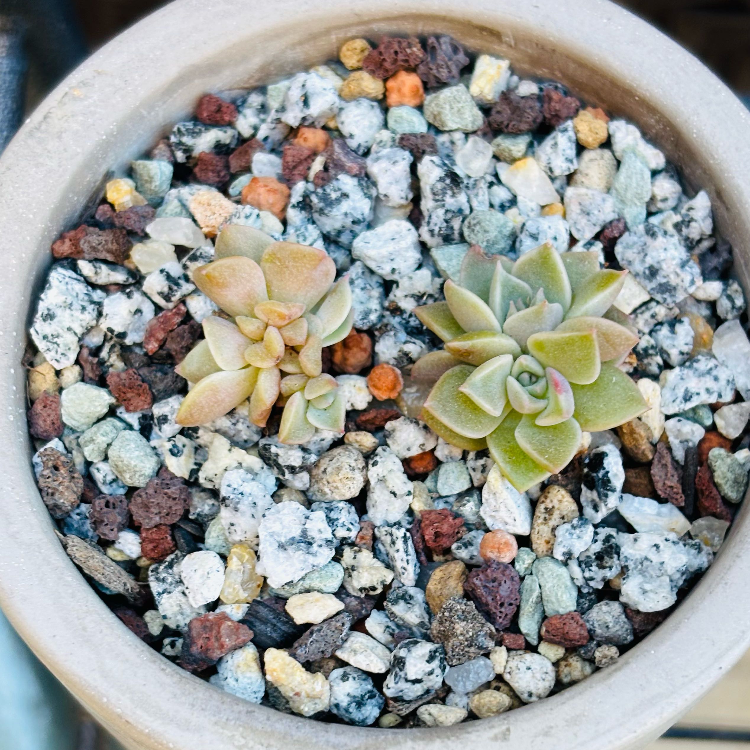 Photo of the plant species Taciveria 'Tasha' by @roxyvivien named Wanna Bea ⭐️ on Greg, the plant care app