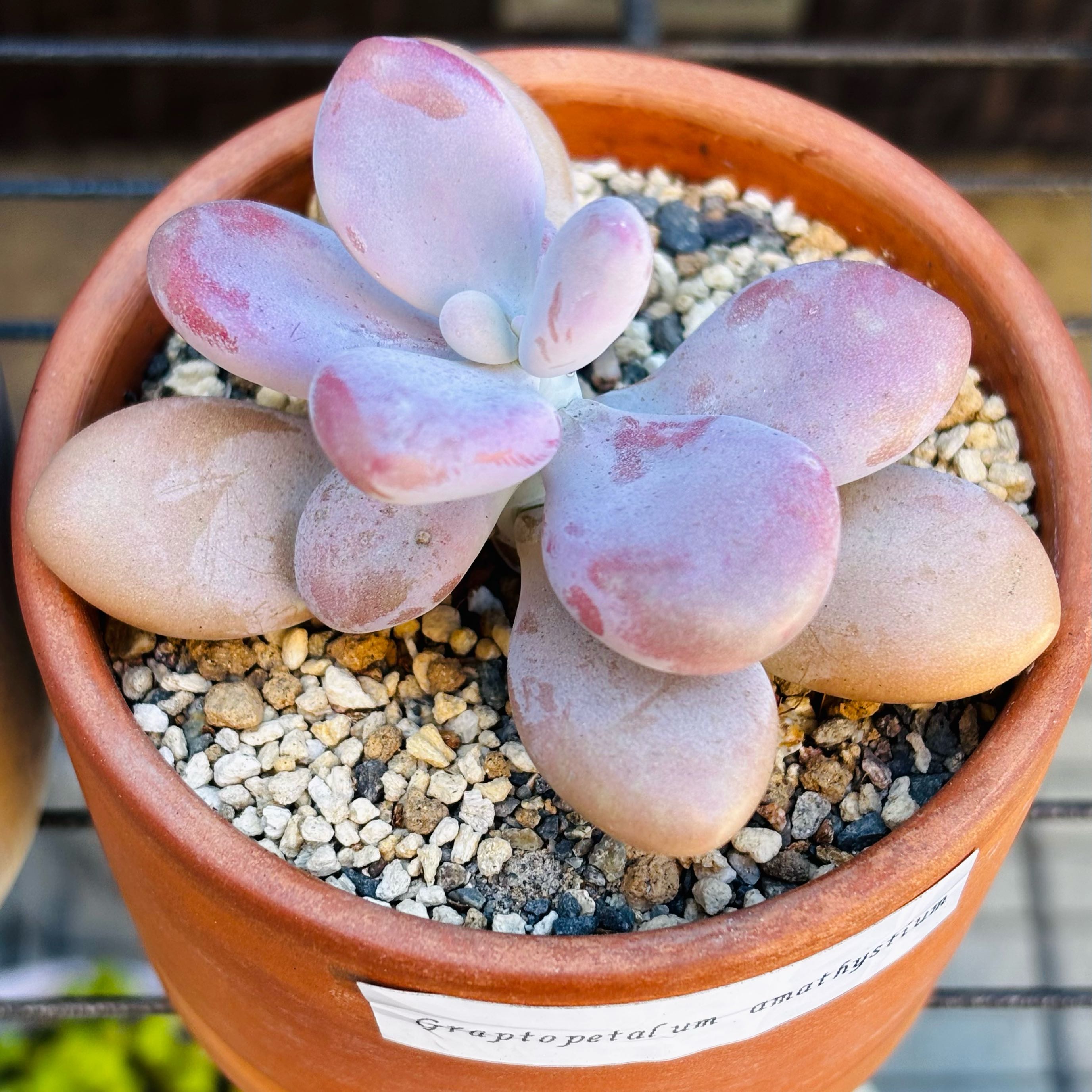 Photo of the plant species Lavender Pebbles by @roxyvivien named 🩷 Not 💜 on Greg, the plant care app