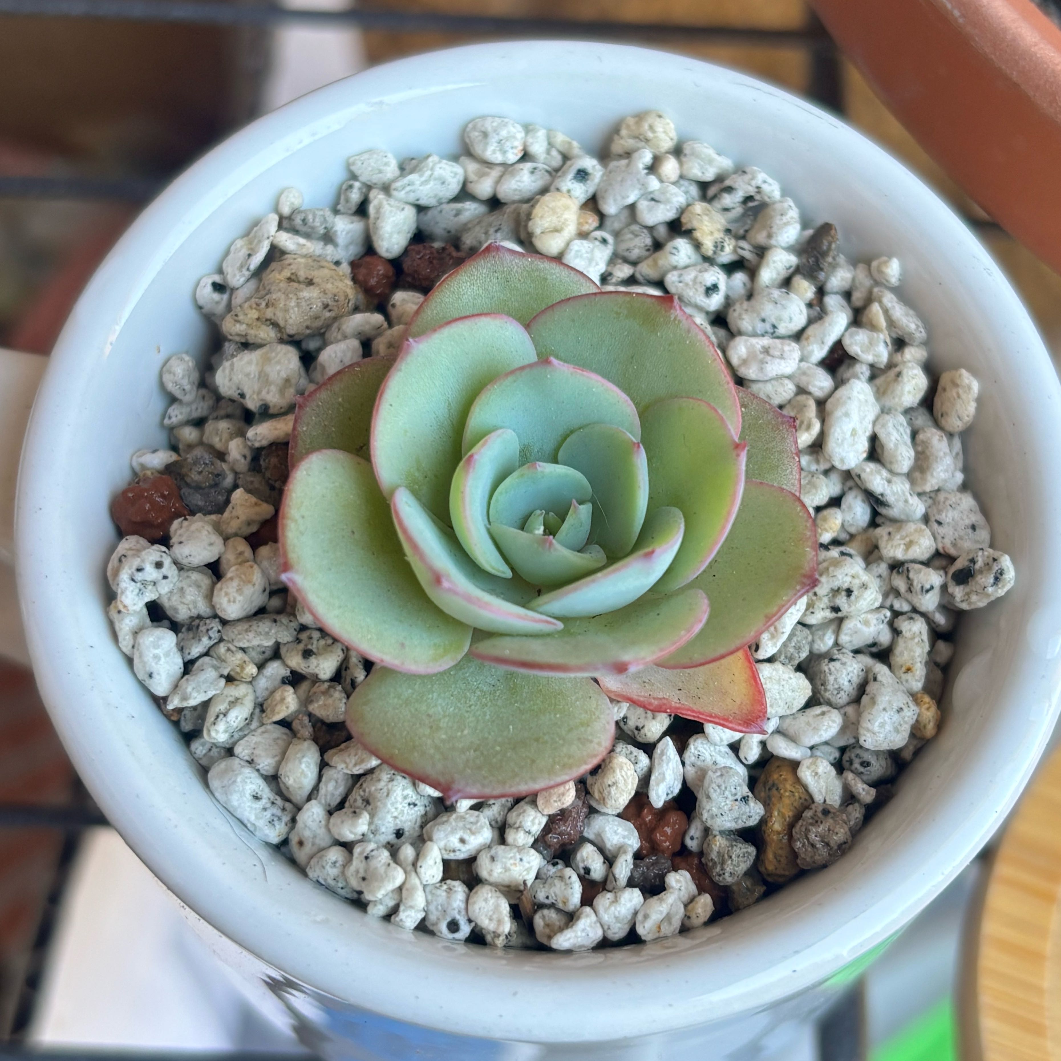 Photo of the plant species Peaches and Cream by @roxyvivien named Li'l sip on Greg, the plant care app