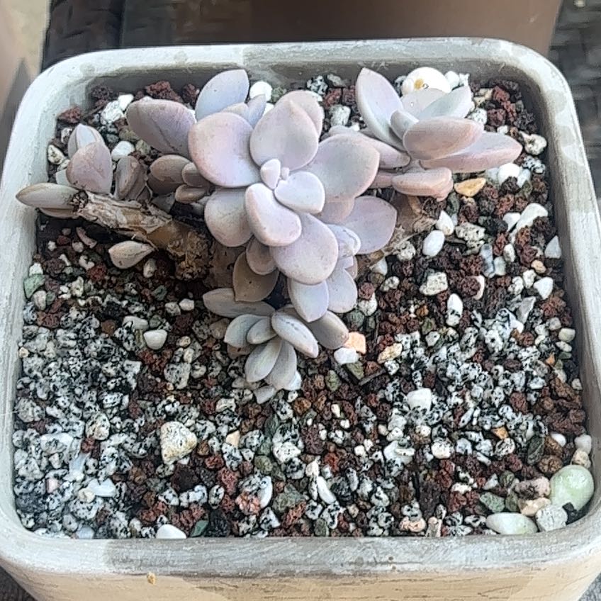 Photo of the plant species Graptopetalum 'Murasaki' by @roxyvivien named Powder Sluts on Greg, the plant care app