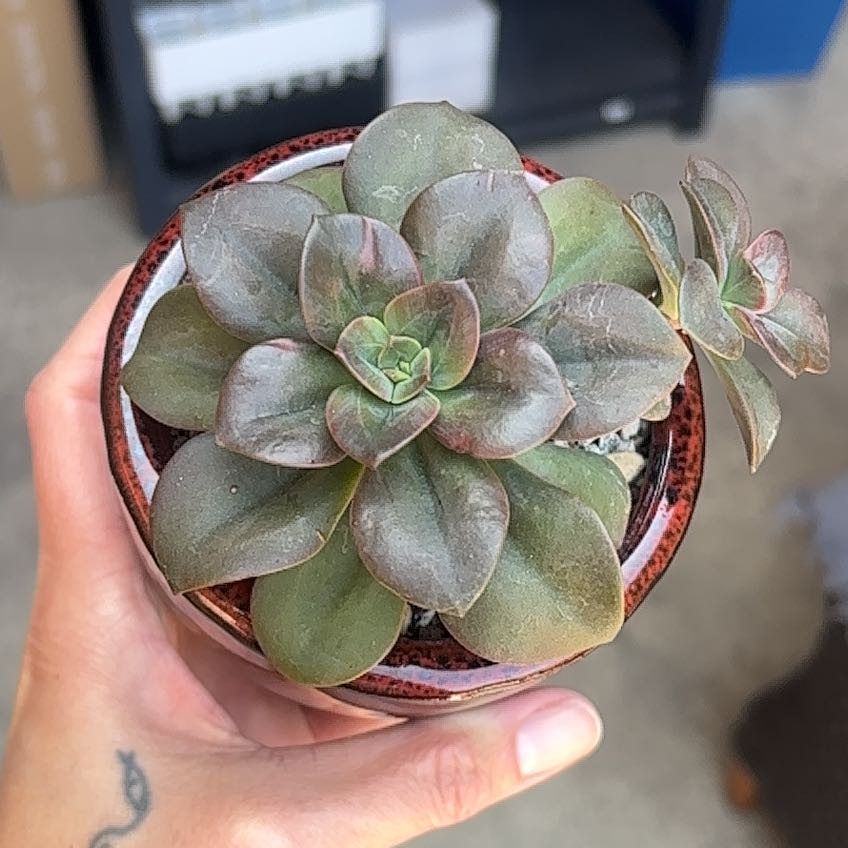 Photo of the plant species Echeveria 'Melaco' by @roxyvivien named Captain Plant-it on Greg, the plant care app