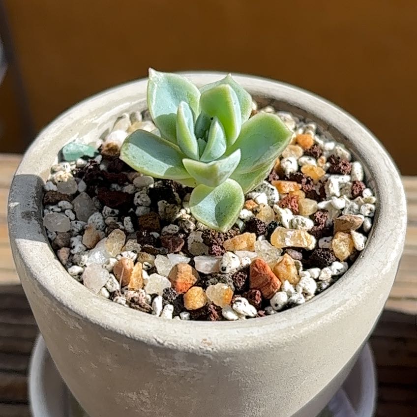 Photo of the plant species Echeveria 'Carino' by @roxyvivien named Q-tee 🥧 on Greg, the plant care app