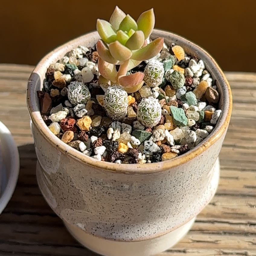 Photo of the plant species Assorted Succulents by @roxyvivien named Copper Thimbles on Greg, the plant care app