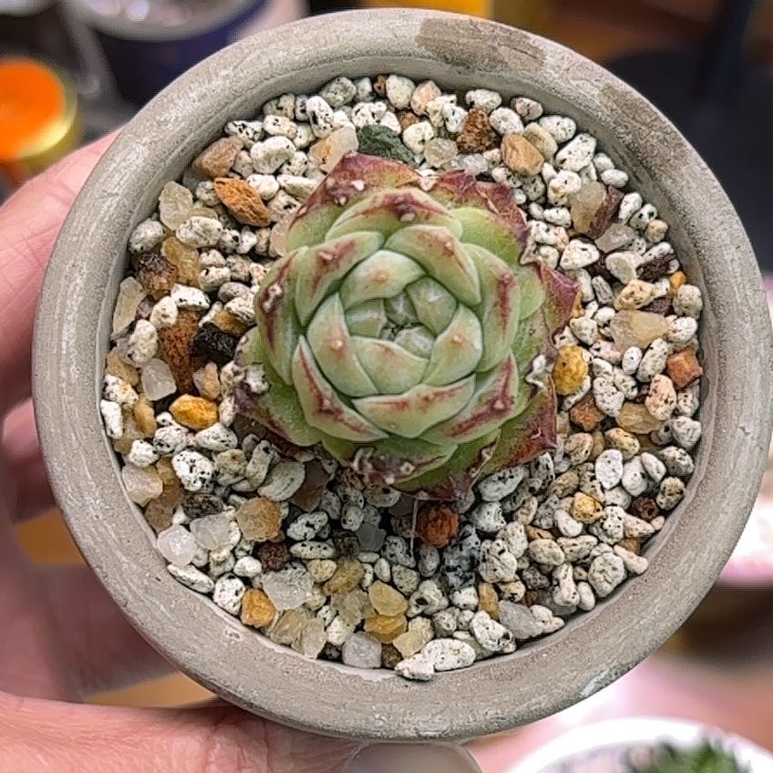 Photo of the plant species Korean Echeveria by @roxyvivien named Cherry Pop 🍒 on Greg, the plant care app