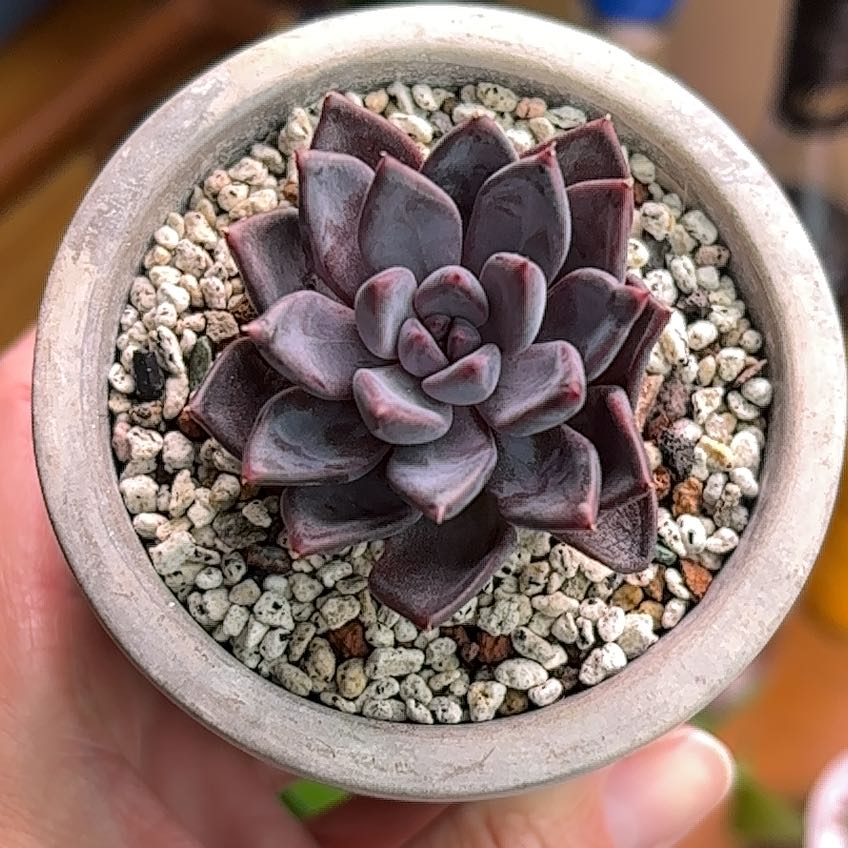 Photo of the plant species Korean Echeveria 'Purple Sea Urchin' by @roxyvivien named Prince 💜 🌊 on Greg, the plant care app