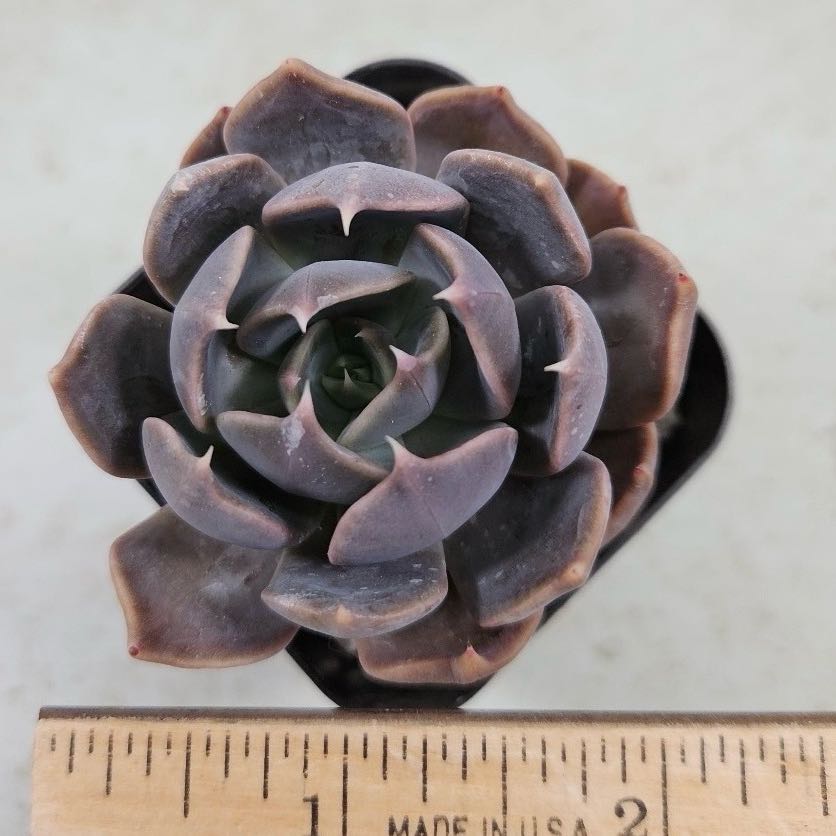 Photo of the plant species Echeveria 'Marrom' by @roxyvivien named Velvet Jewel on Greg, the plant care app