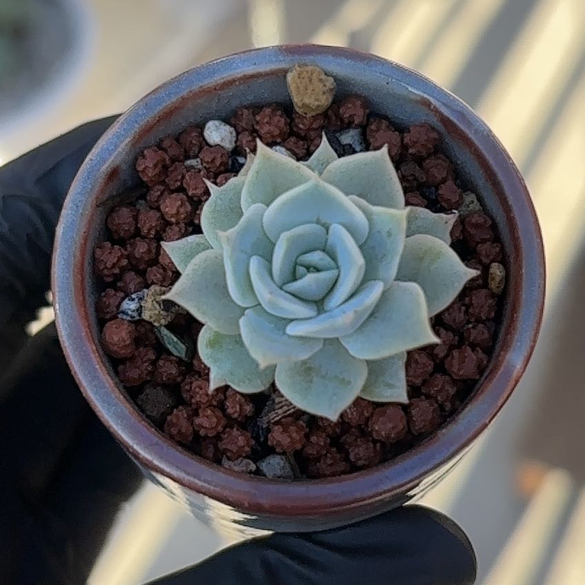 Photo of the plant species Echeveria Fury by @roxyvivien named Katrina on Greg, the plant care app