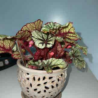 Rex Begonia plant in Dalzell, South Carolina