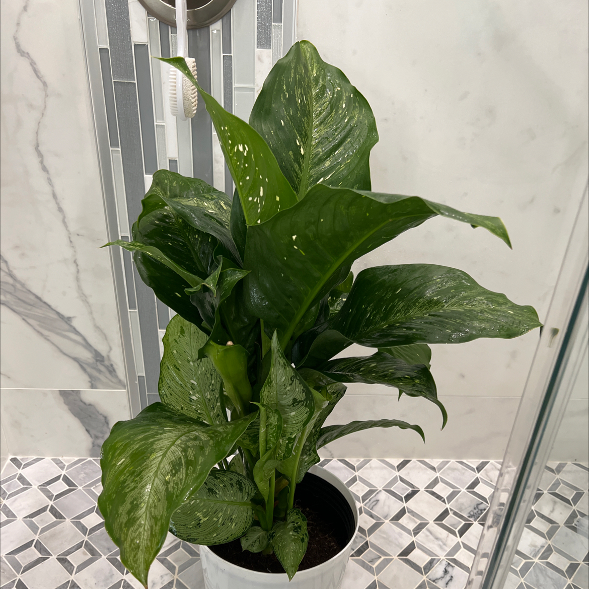 Photo of the plant species Dieffenbachia Snow by @Tutty named Kary on Greg, the plant care app