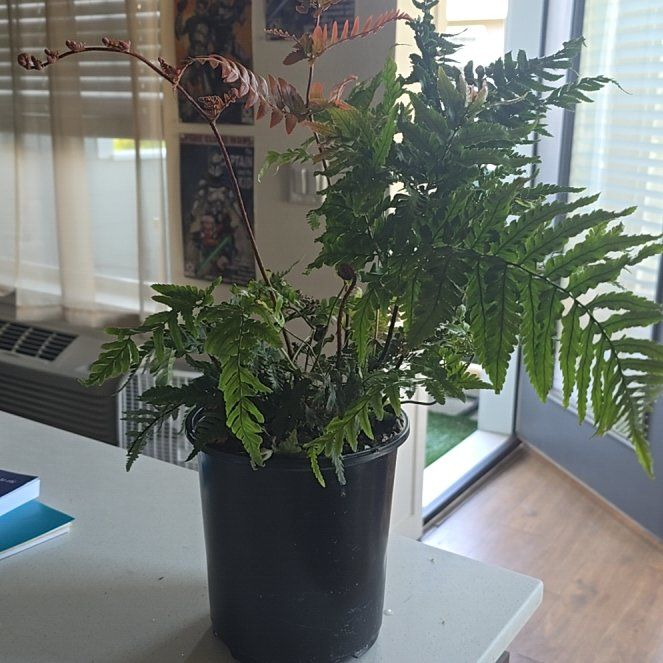 Photo of the plant species Autumn Fern by @IndubitableRuby named Forrest on Greg, the plant care app