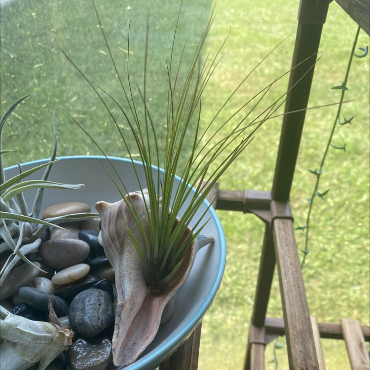 Photo of the plant species Juncifolia Air Plant by @Maurs_Oasis named Patch on Greg, the plant care app