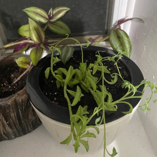 String of Dolphins plant in Charleston, South Carolina