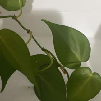 Heartleaf Philodendron plant in Charleston, South Carolina