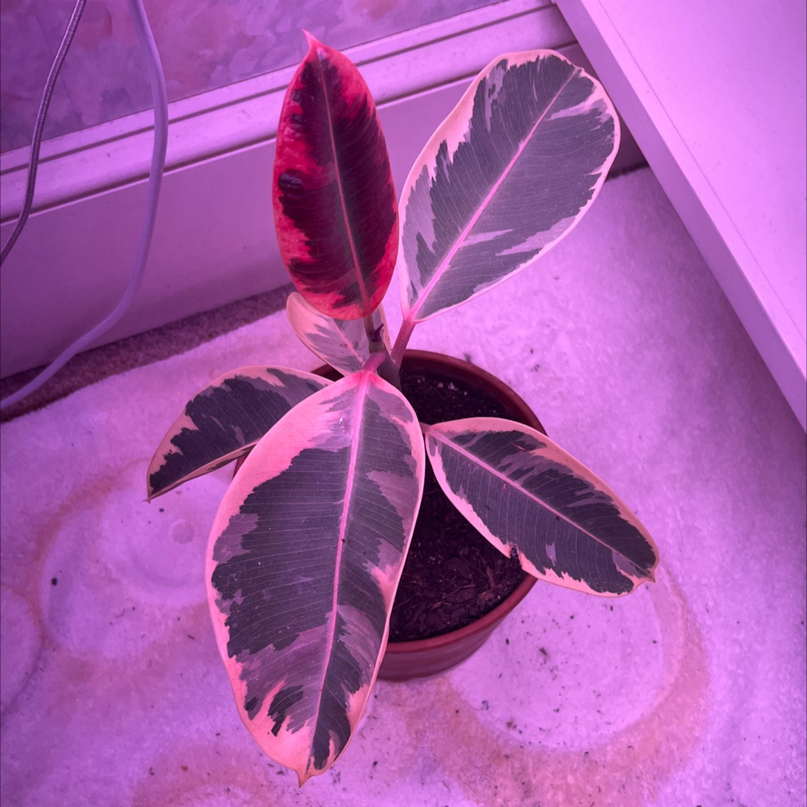 Ficus 'Ruby' plant with variegated leaves in a pot under artificial lighting.
