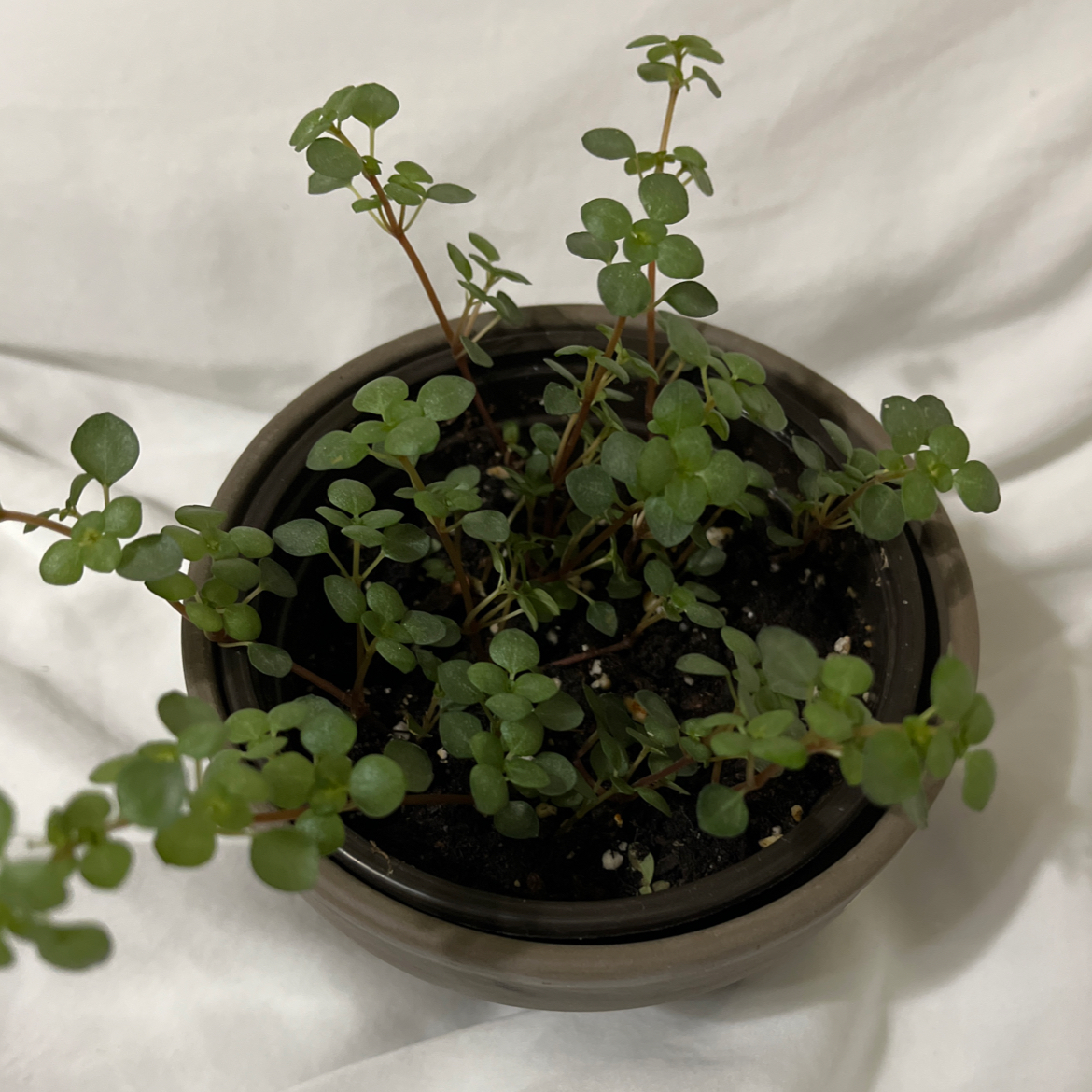 Pilea 'Silver Sparkle' plant in a pot with visible soil, healthy green leaves.