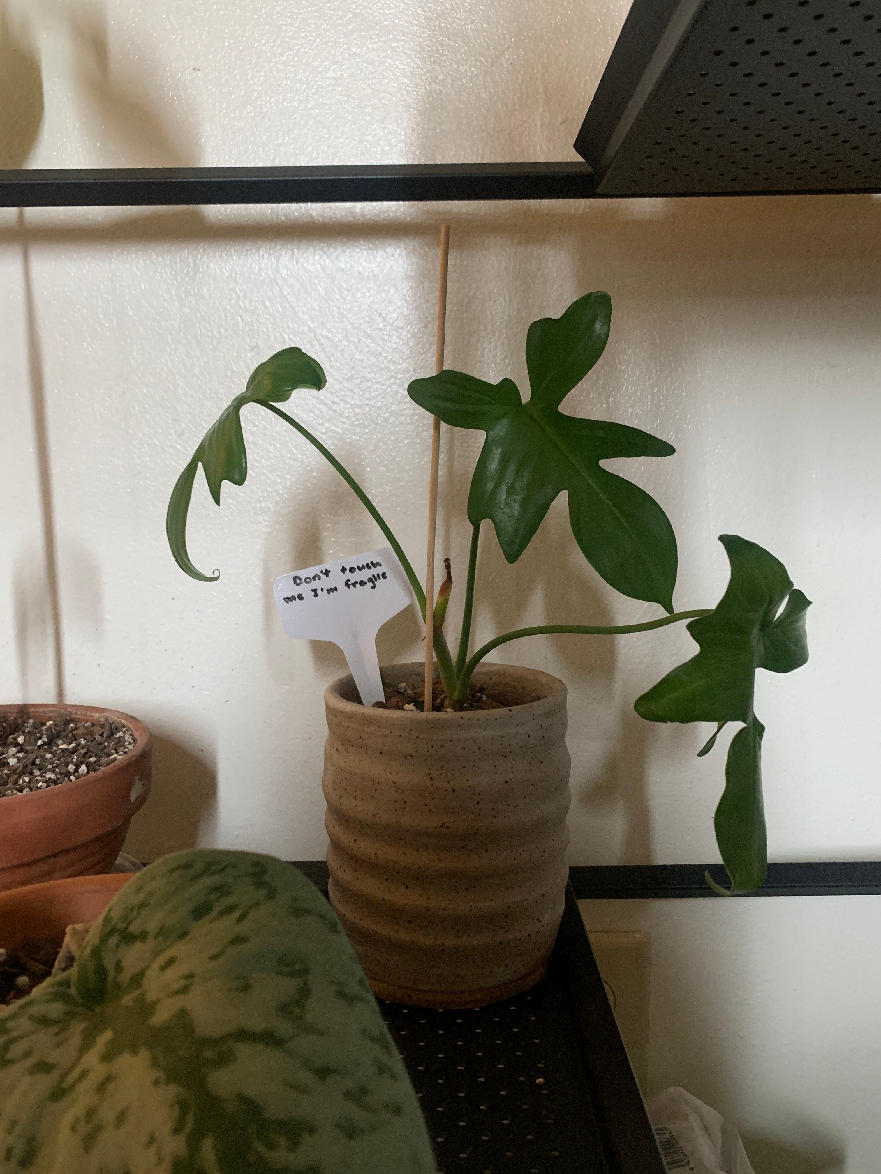 How to Fix Brown Spots on Your Oak Leaf Philodendron 🐞