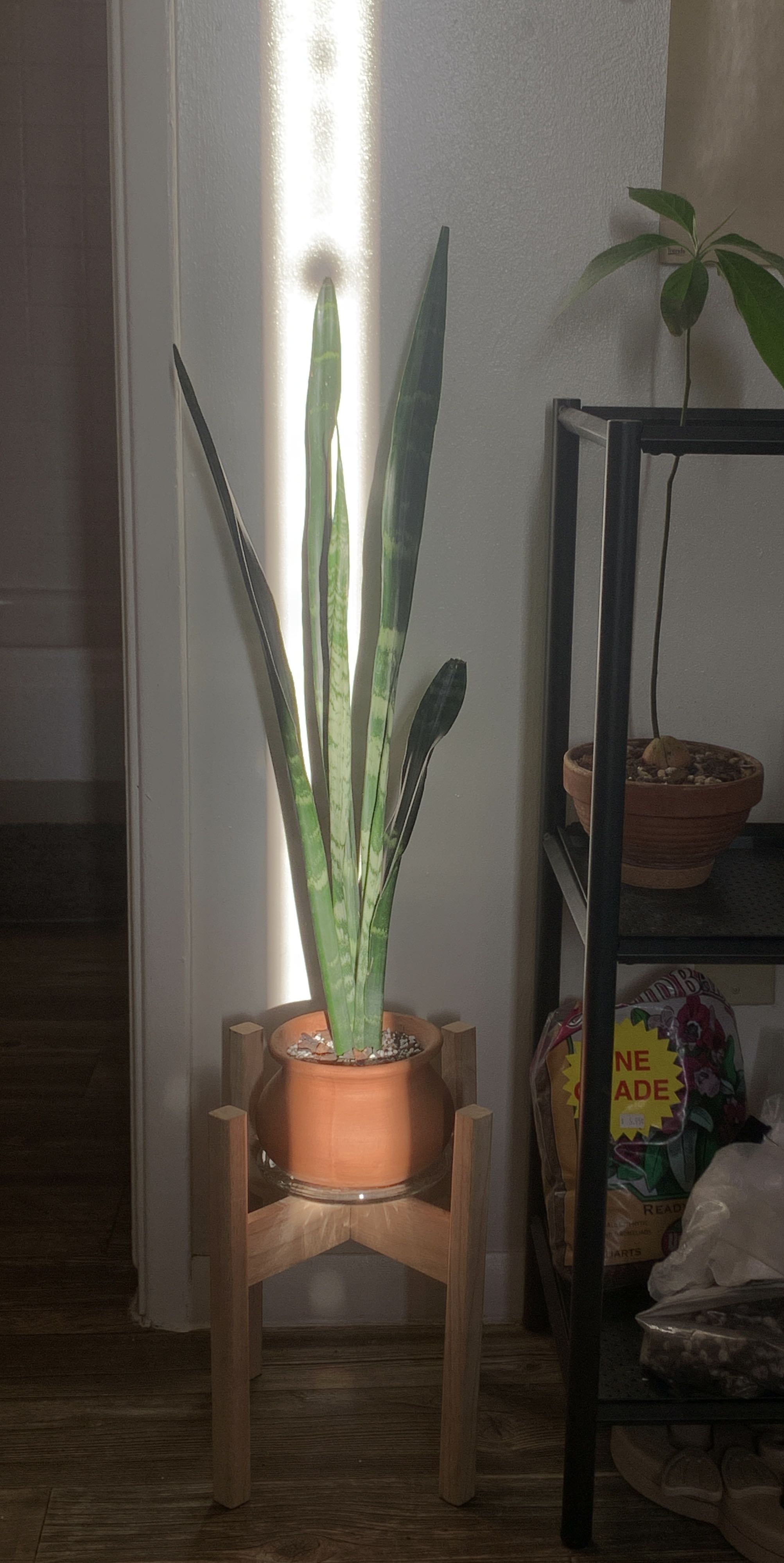 Snake Plant plant photo by @ali named Milo on Greg, the plant care app.