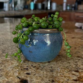 String of Pearls plant in Cave Creek, Arizona