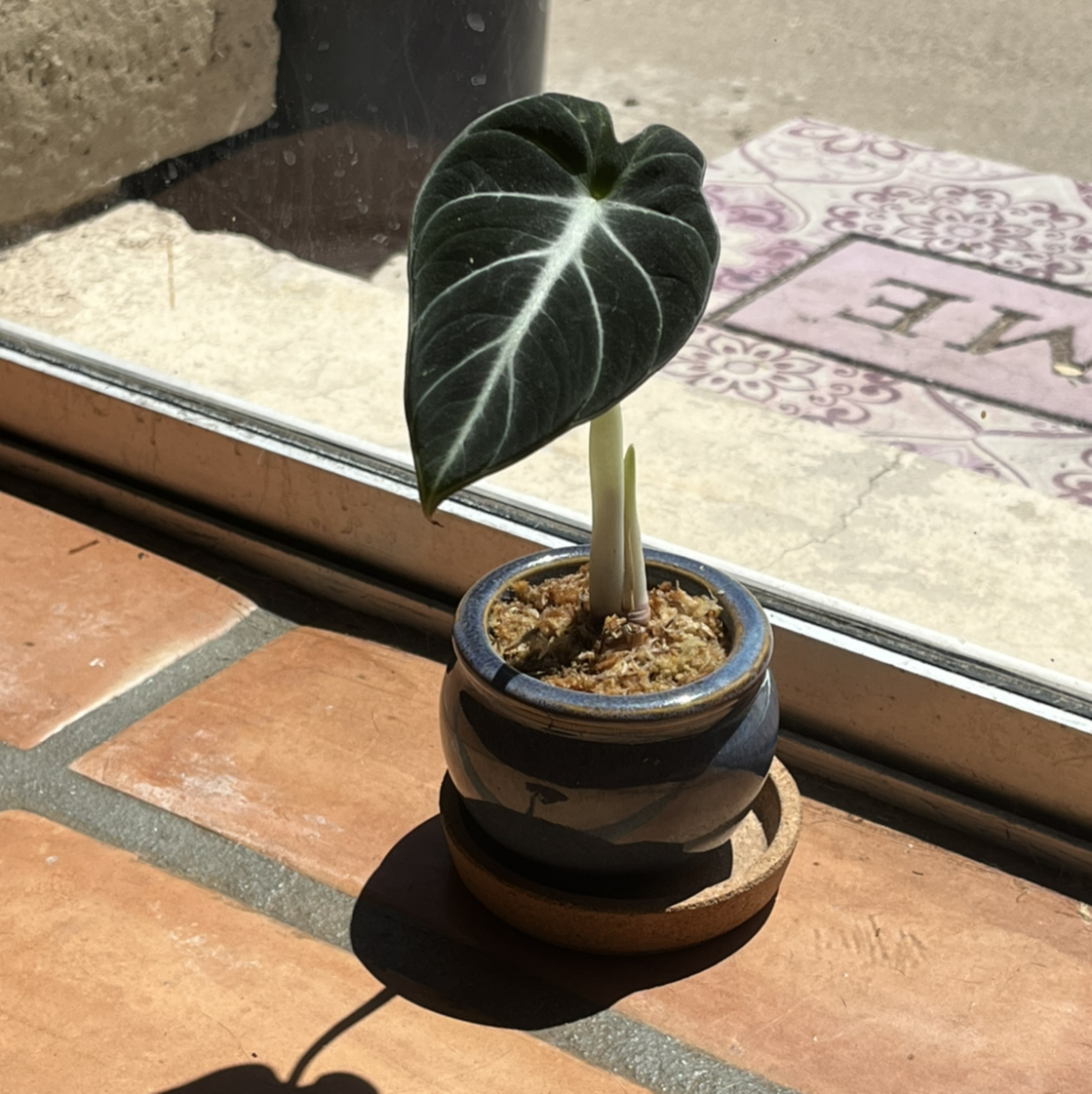 Black Velvet Alocasia plant in a small pot on a windowsill with visible soil.