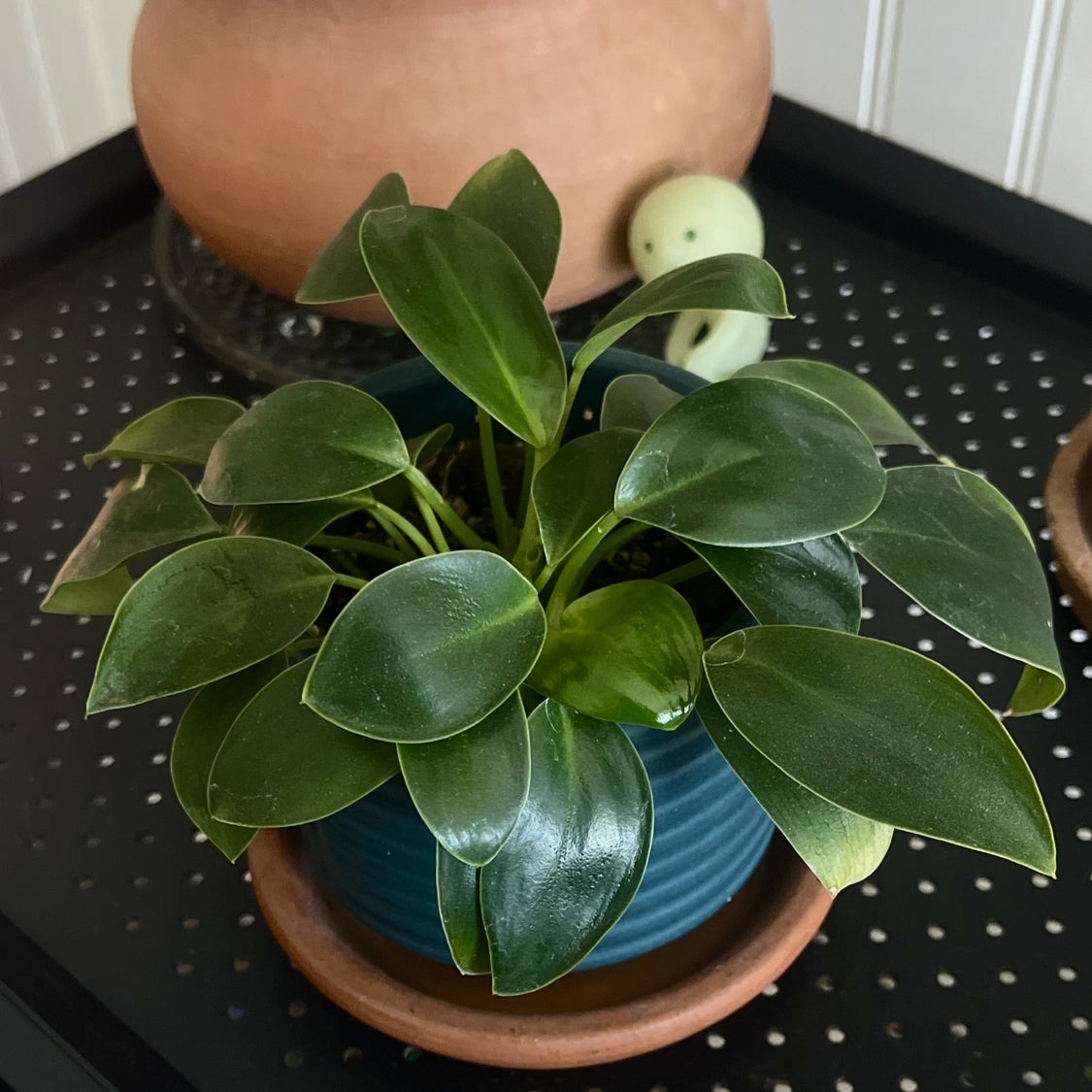 Photo of the plant species Fat Boy Philodendron by @ali named Forrest Gump on Greg, the plant care app