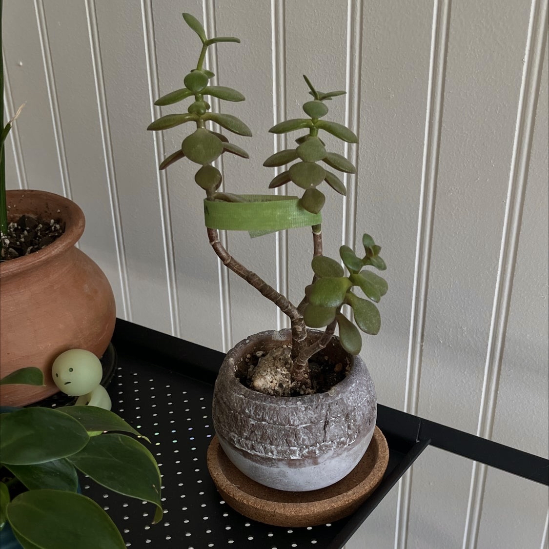 Jade plant photo by @ali named Lucky on Greg, the plant care app.