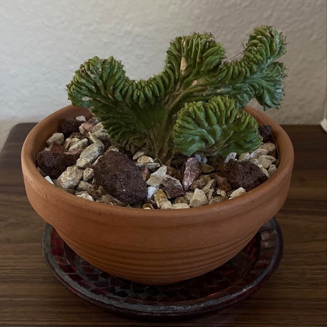 Crested Blue Flame plant photo by @ali named Owen on Greg, the plant care app.