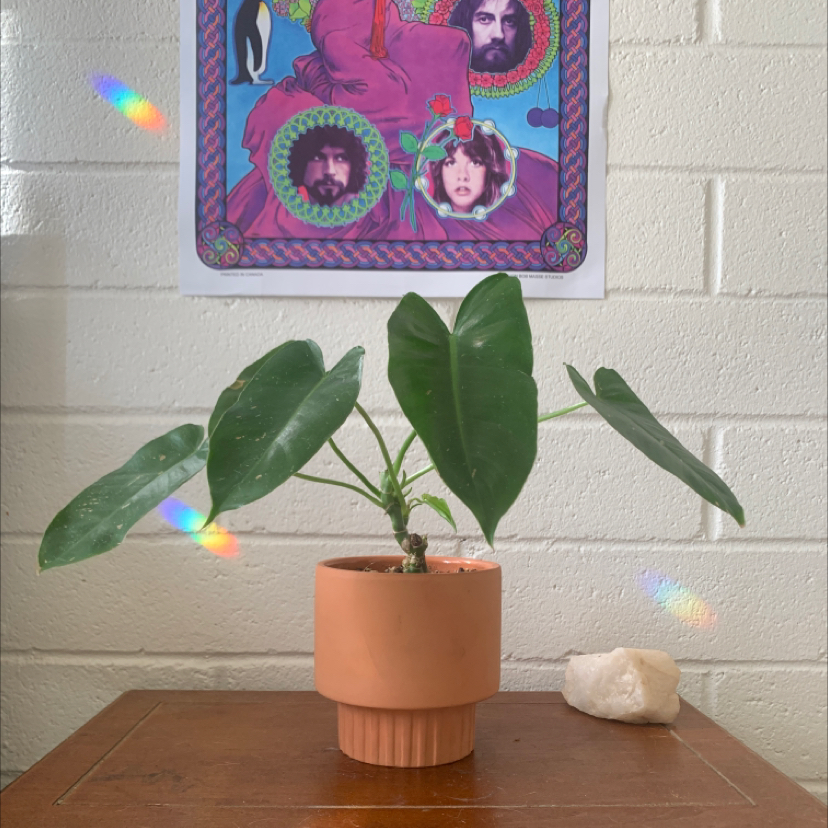 Burle Marx plant photo by @ali named Gobi on Greg, the plant care app.
